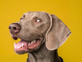 a close up of a dog